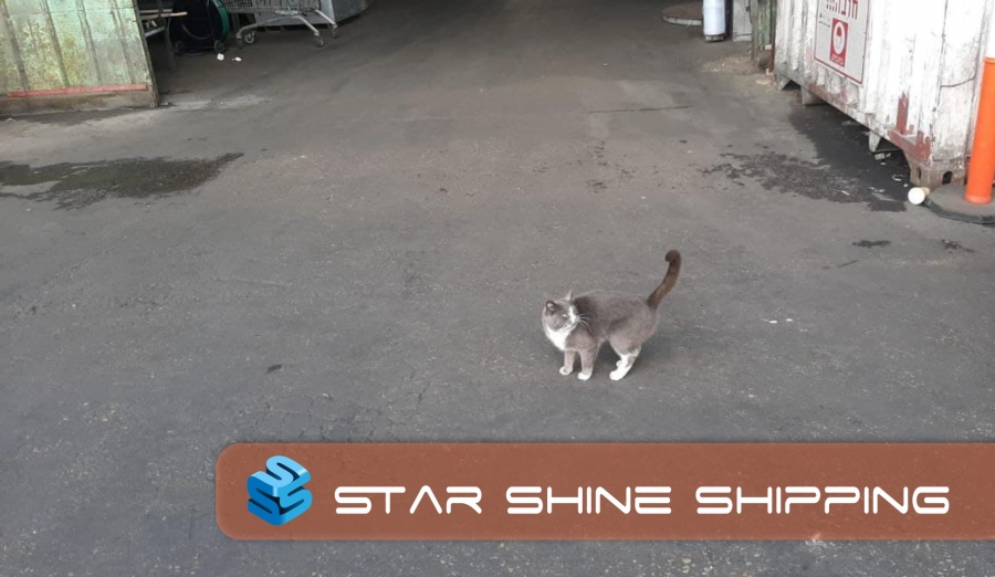 A cat in transit through Odessa to Israel traveled in a container for 3 weeks